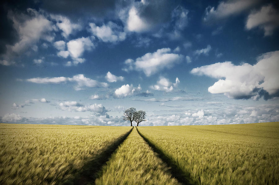 Trace & Trees 2 Photograph by Carsten Meyerdierks