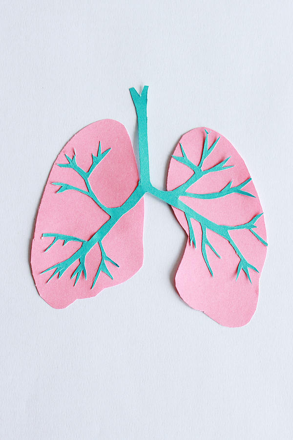 Trachea and lungs Photograph by Jasenka Arbanas