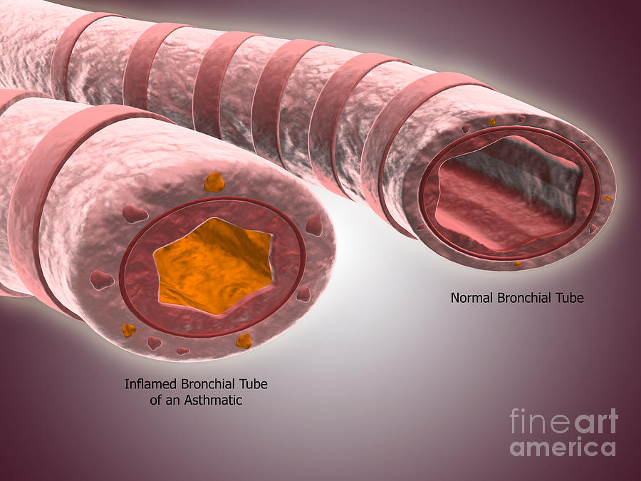 Trachea Cross-section Showing Normal Digital Art by Stocktrek Images