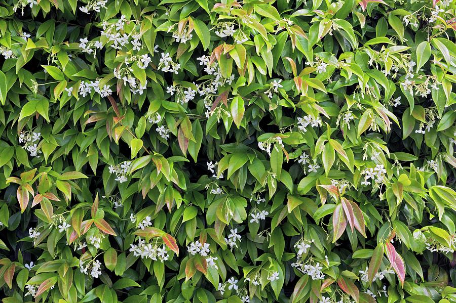 Trachelospermum Jasminoides Photograph by Geoff Kidd/science Photo ...