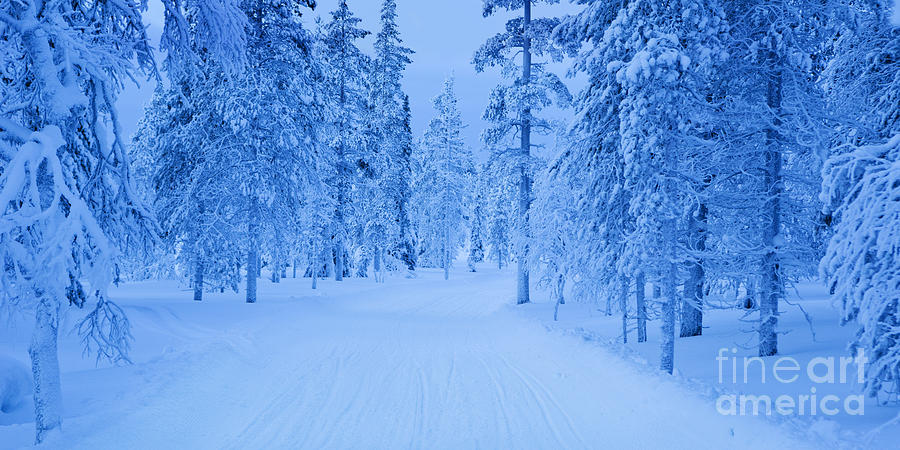 Track through a dark frozen forest Photograph by Sara Winter - Fine Art ...