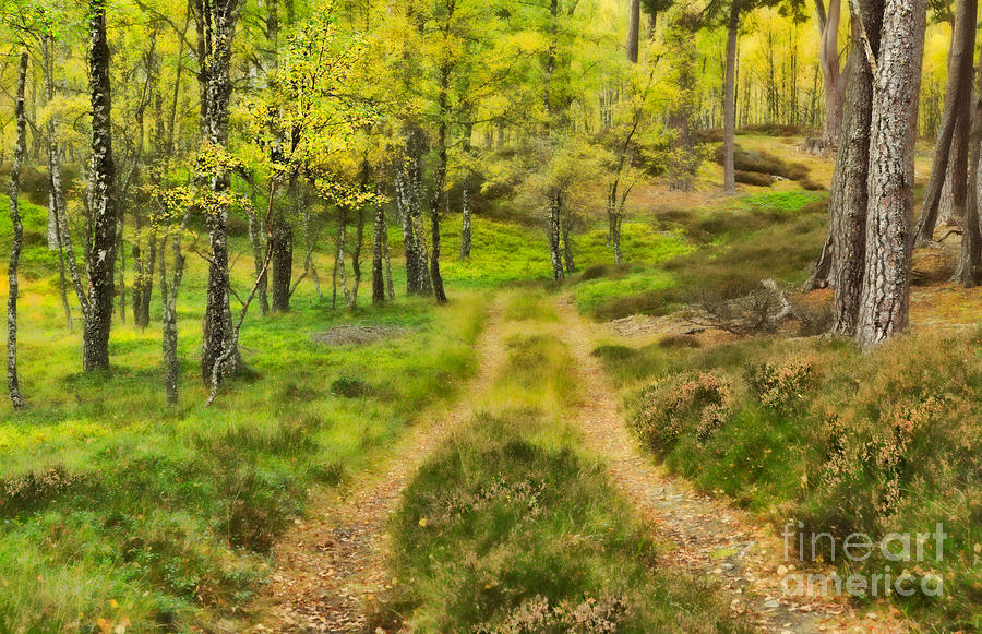 Track Photograph - Track Through The Autumn Woodland by Louise Heusinkveld Track Photograph - Track Through The Autumn Woodland by Louise Heusinkveld