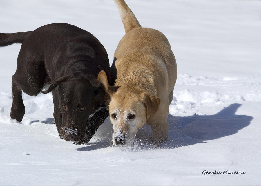Dog Photograph - Tracking by Gerald Marella