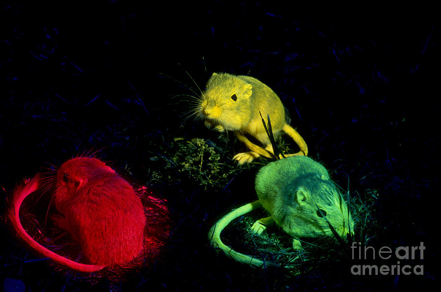 Tracking Kangaroo Rats With Fluorescence Photograph by James L. Amos
