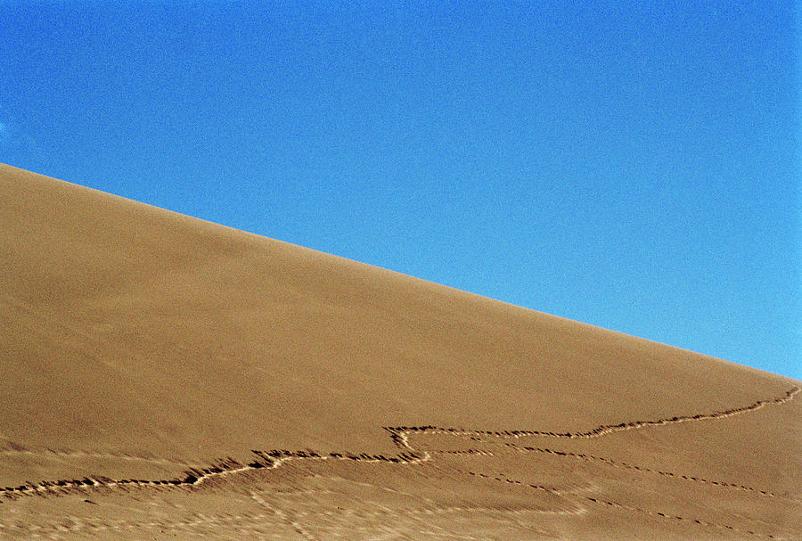 Tracks In A Sand Dune Photograph by Cristina Pedrazzini/science Photo Library
