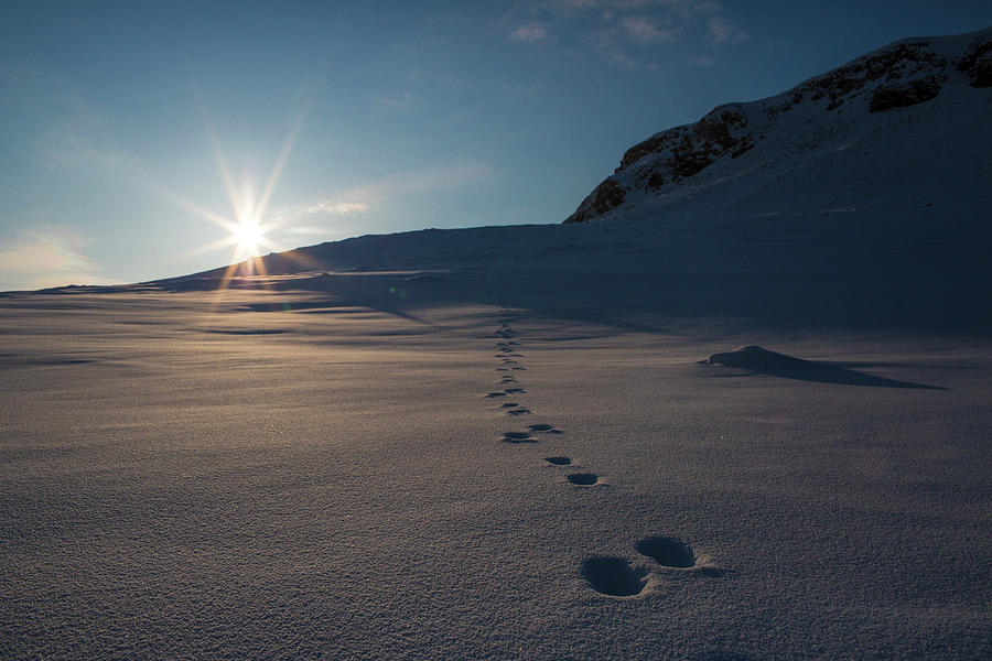 Sunset Photograph - Tracks In Snow At Sunset At Arctic by Dave Brosha Photography