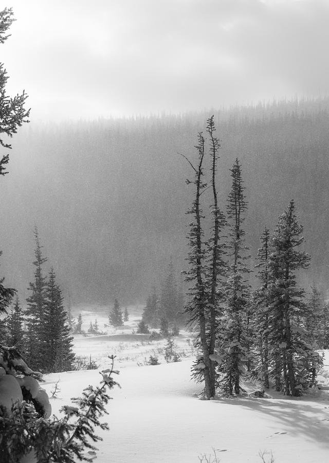 Tree Photograph - Tracks in Snow by Garett Gabriel