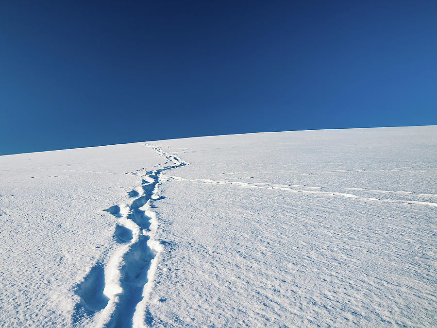 Tracks In Snow Photograph by Wladimir Bulgar