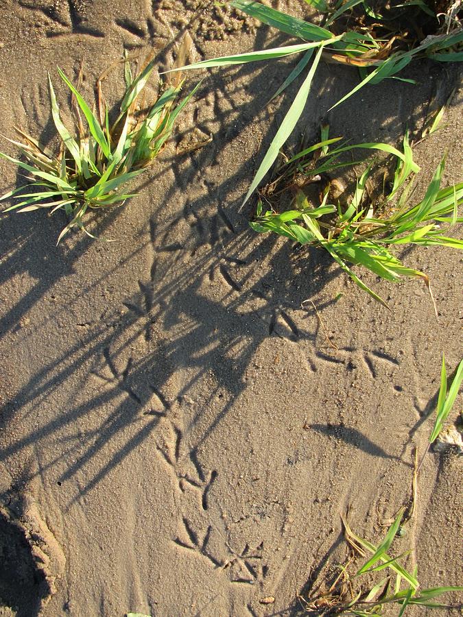 Animal Tracks Photograph - Tracks In The Sand by Denise Hoff Animal Tracks Photograph - Tracks In The Sand by Denise Hoff