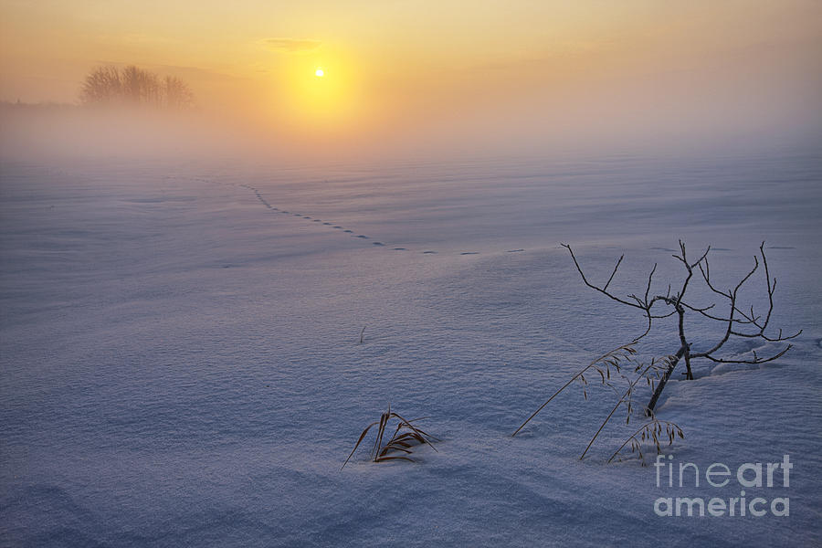 Tracks in the Snow Photograph by Dan Jurak