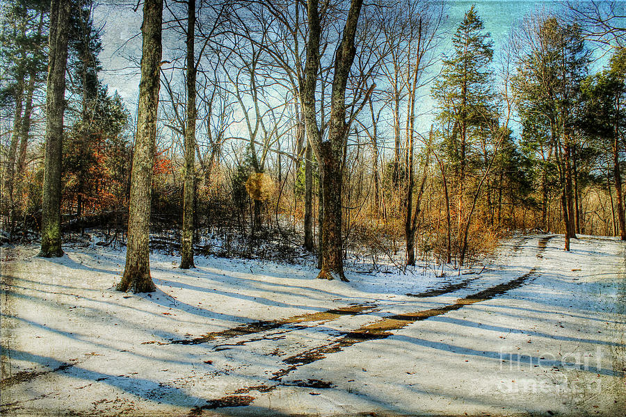Winter Photograph - Tracks in the Snow by Darren Fisher