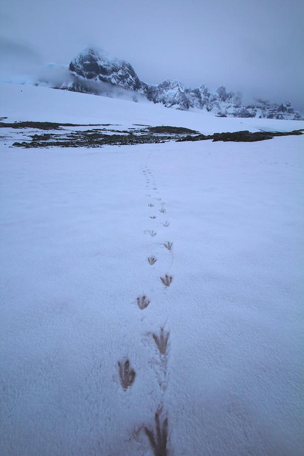 Penguin Photograph - Tracks In The Snow by FireFlux Studios
