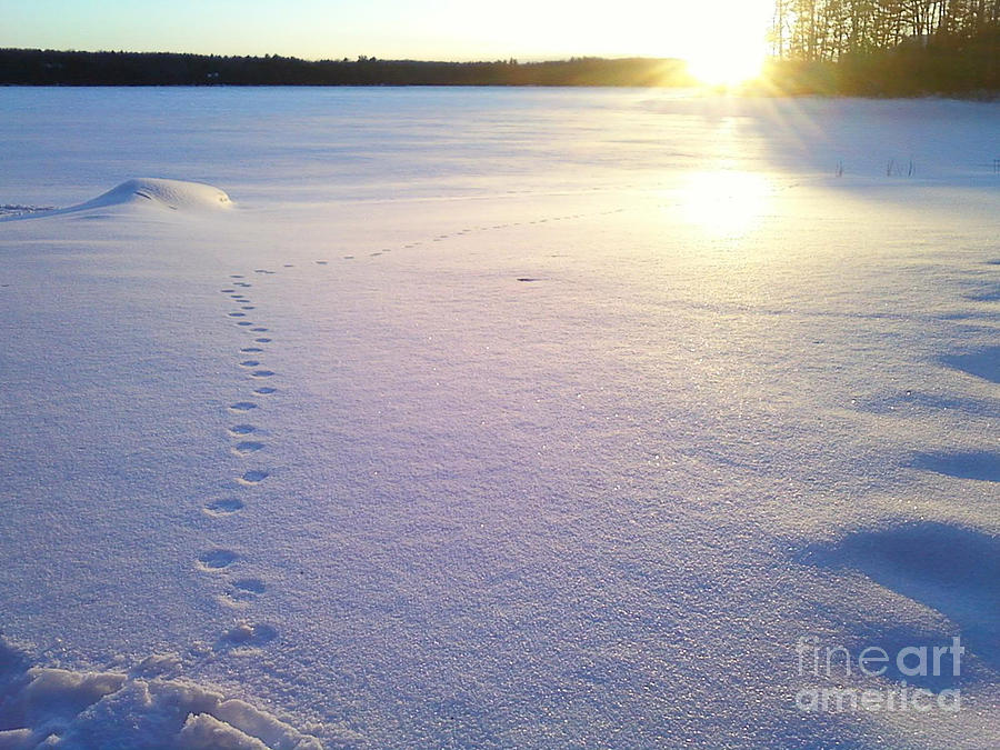 Tracks in the Snow Photograph by Sharon Molinaro