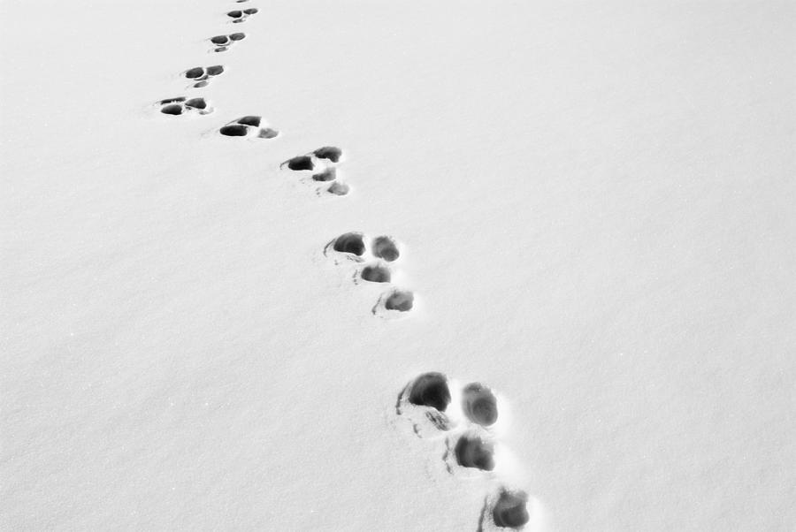 Tracks of a Rabbit Photograph by Chevy Fleet