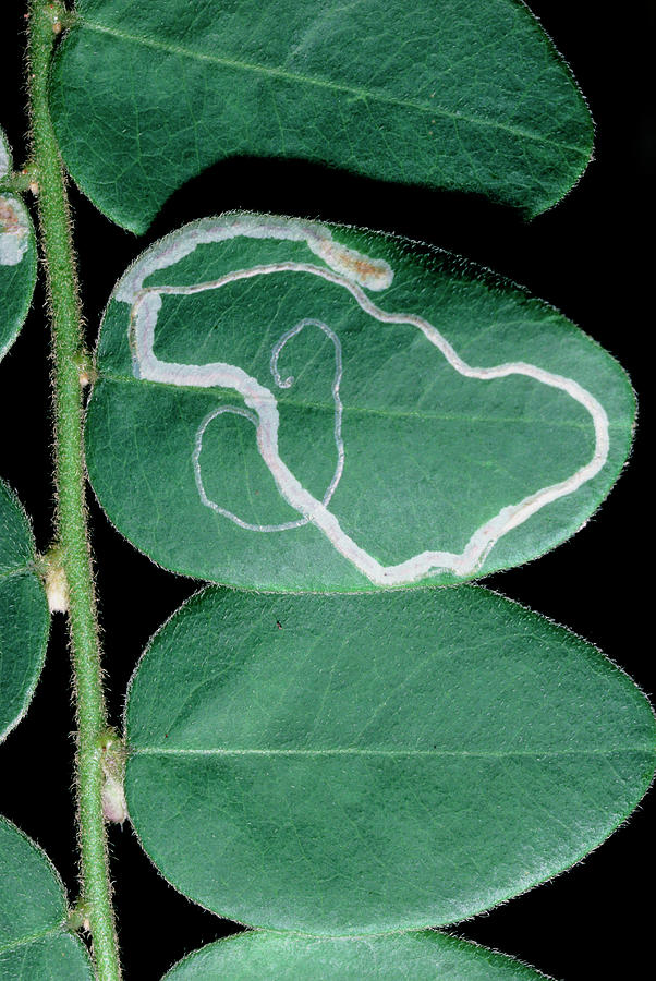 Wildlife Photograph - Tracks Of Leaf Miner On Oval Leaf From Rainforest by Dr Morley Read/science Photo Library