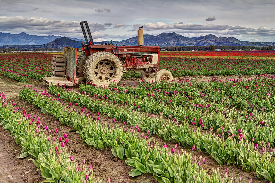 Tractor and Tulips Photograph by Mark Kiver