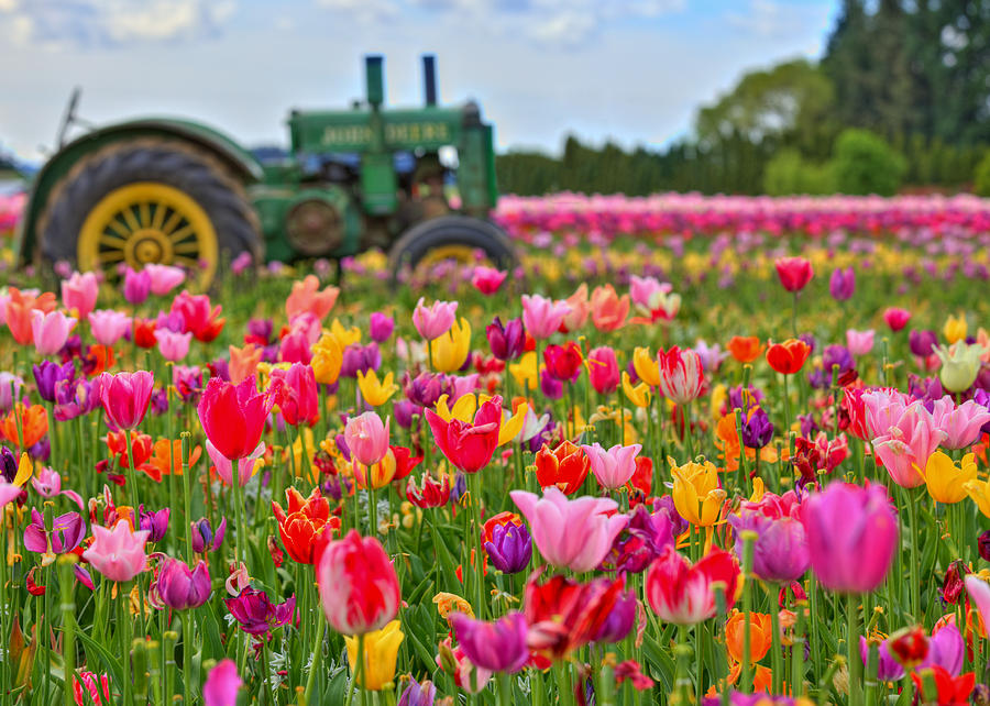 Tractor in a Tulip Field Photograph by Joseph Bowman