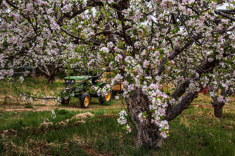Tractor in the Orchard Photograph by Diana Powell