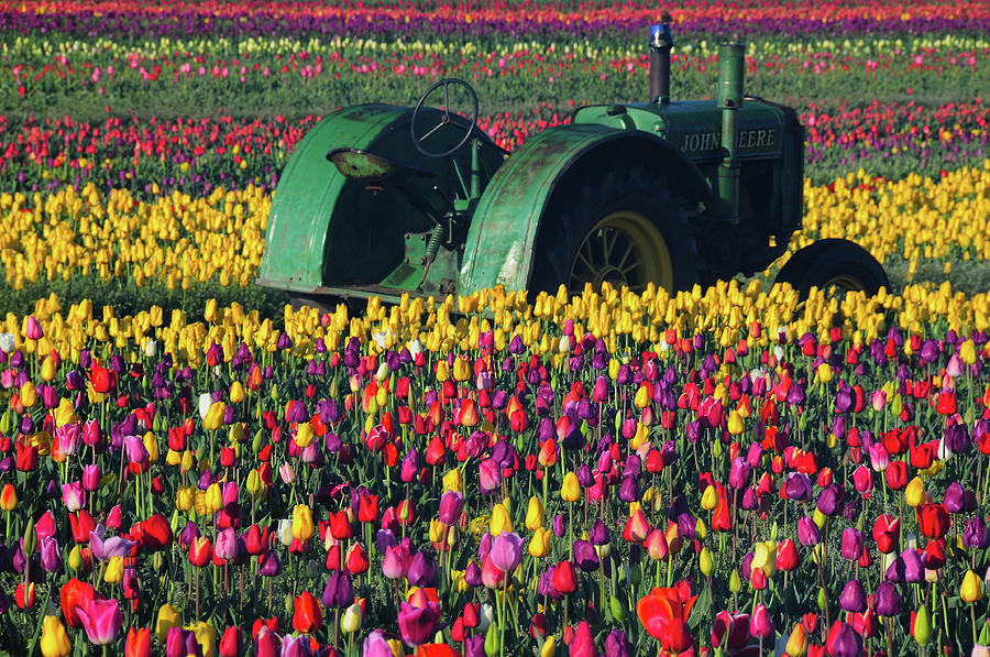 Tractor In The Tulip Field, Tulip Photograph by Michel Hersen - Fine ...