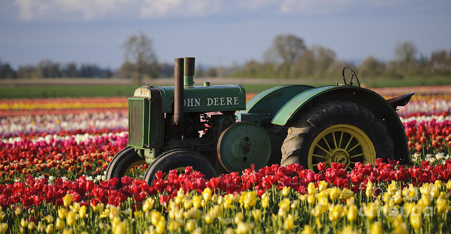 Tractor In Tulip Field Photograph by John Shaw