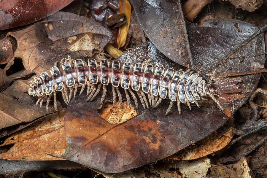 Wildlife Photograph - Tractor Millipede by Alex Hyde