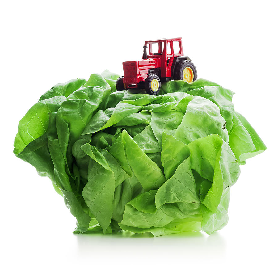 Vegetable Photograph - Tractor toy on top of fresh lettuce by Roberto Adrian