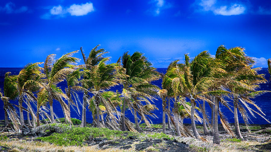Trade Winds Photograph