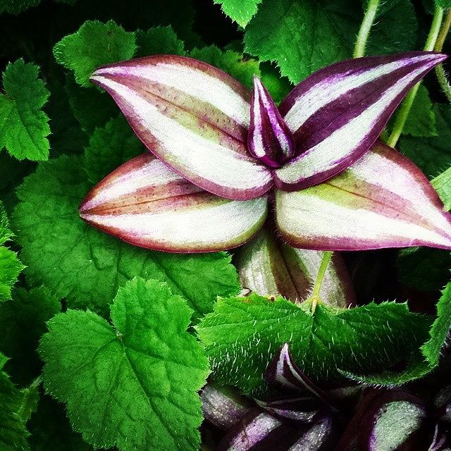 Tradescantia Zebrina - Purple Inch Plant Photograph by Zarah Delrosario