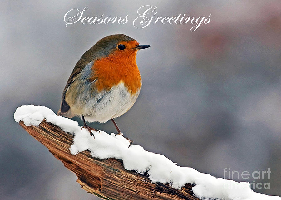Robin Photograph - Traditional Christmas Robin by Paul Scoullar