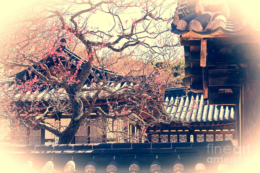Traditional Korean House with Pink Plum Blossoms Photograph by Beverly Claire Kaiya