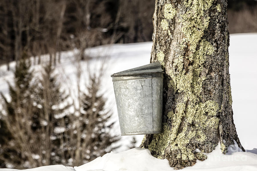 Winter Photograph - Traditional sap bucket on maple tree in Vermont by Edward Fielding