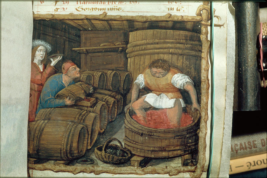 Traditional Winemaking Photograph by Jean-loup Charmet/science Photo Library