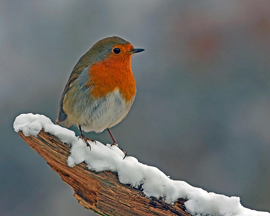 Robin Photograph - Traditional Winter Robin by Paul Scoullar