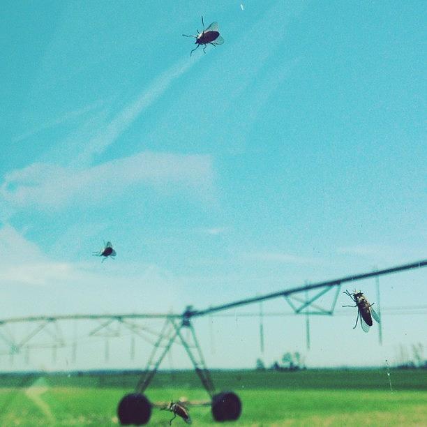 Traffic In Farm Country. 90 Degrees & Photograph by Amanda Schoonover