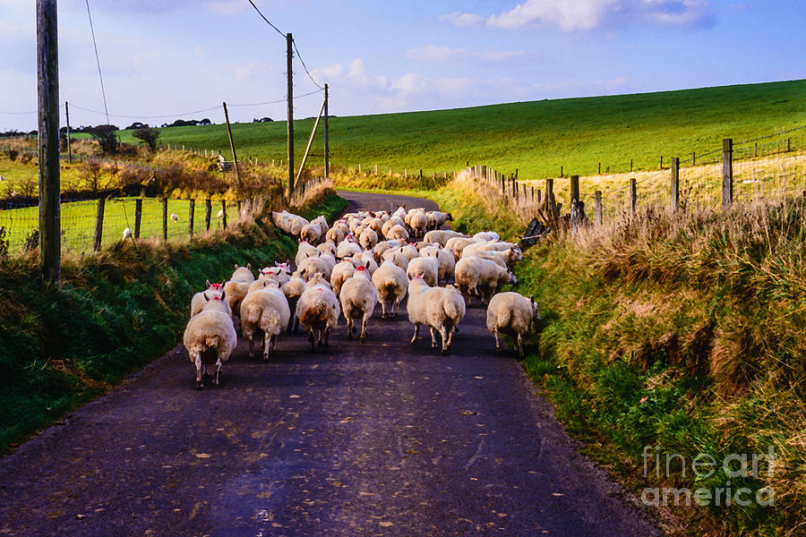 Sheep Photograph - Traffic Jam of Sheep by Thomas R Fletcher
