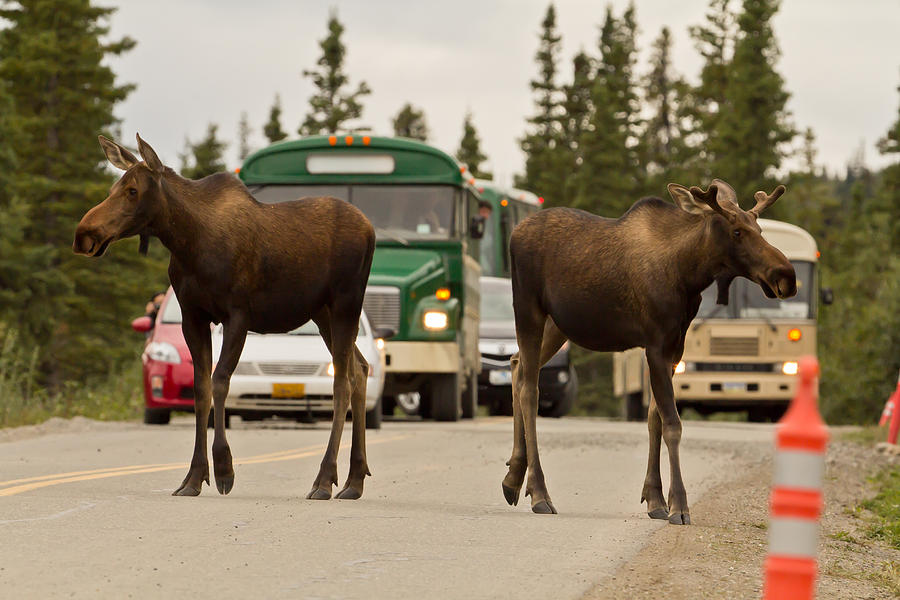 Traffic Jam Photograph by Wayne Vedvig - Fine Art America