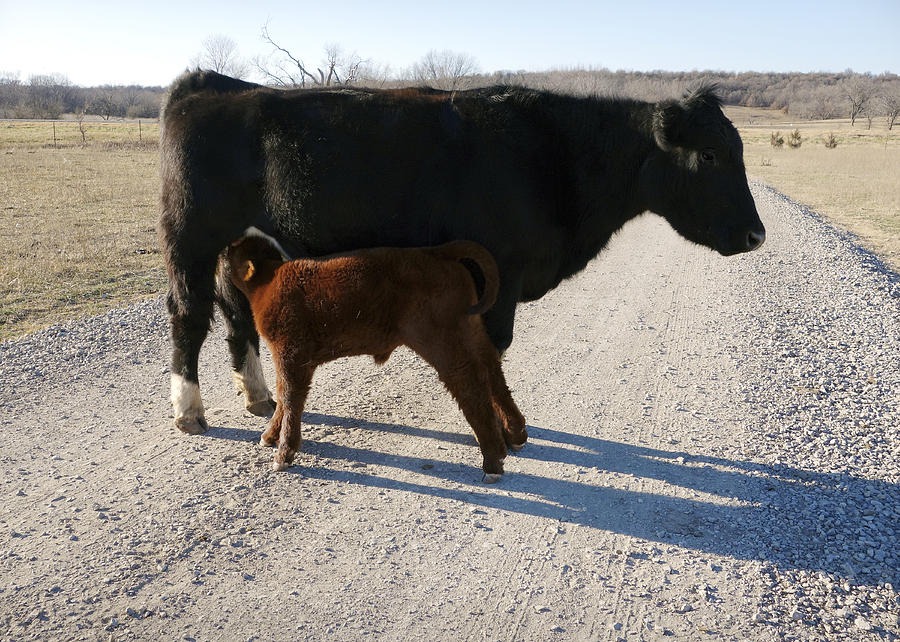 Traffic Stop photography cow and calf Photograph by Ann Powell