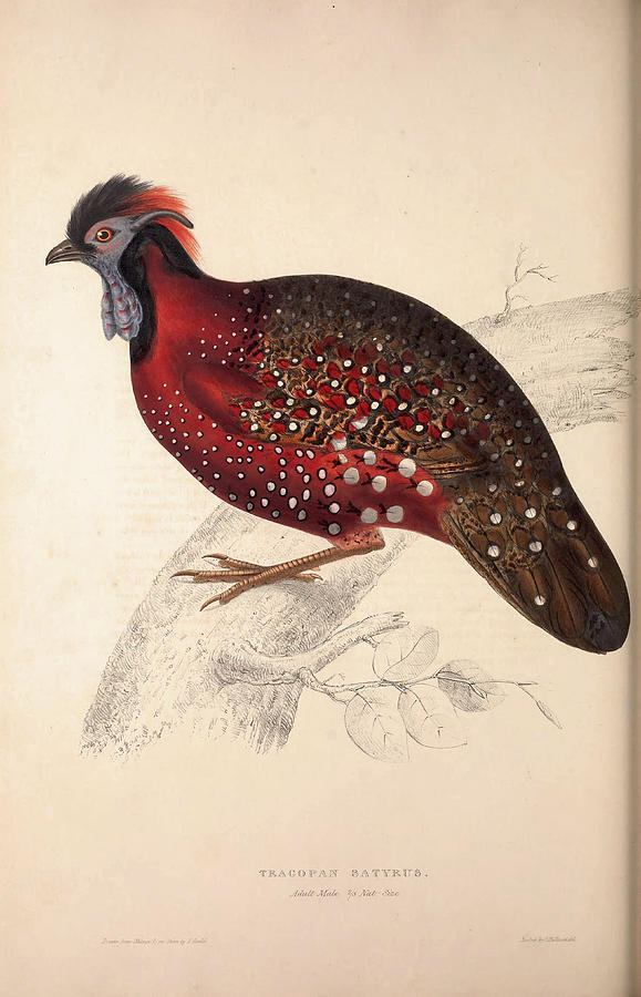 Bird Drawing - Tragopan Satyrus, Crimson Horned Pheasant by Quint Lox