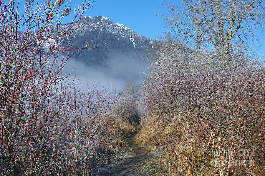 Wintery Pathway Photograph by Sharon Talson