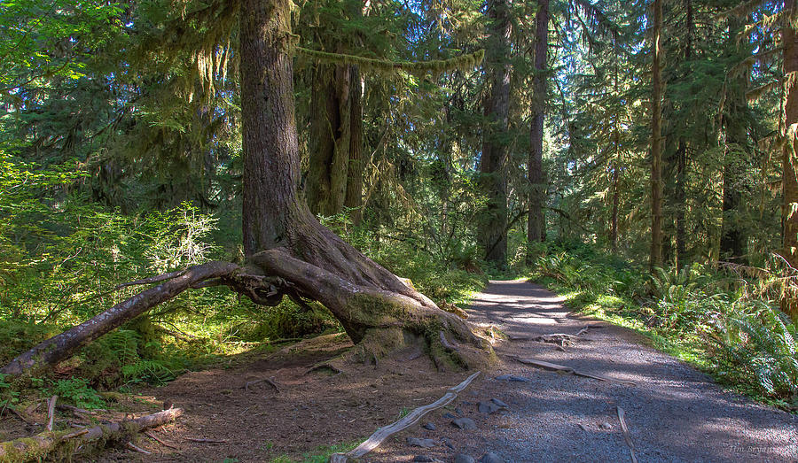 Olympic National Park Photograph - Trail for the Afternoon- Ho Rainforest-Olympic National Park by Tim Bryan