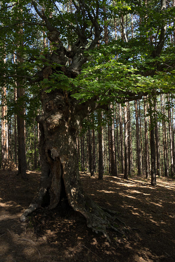 Trail Guardian - an Ancient Beech Tree in a Pine Forest Photograph by Georgia Mizuleva