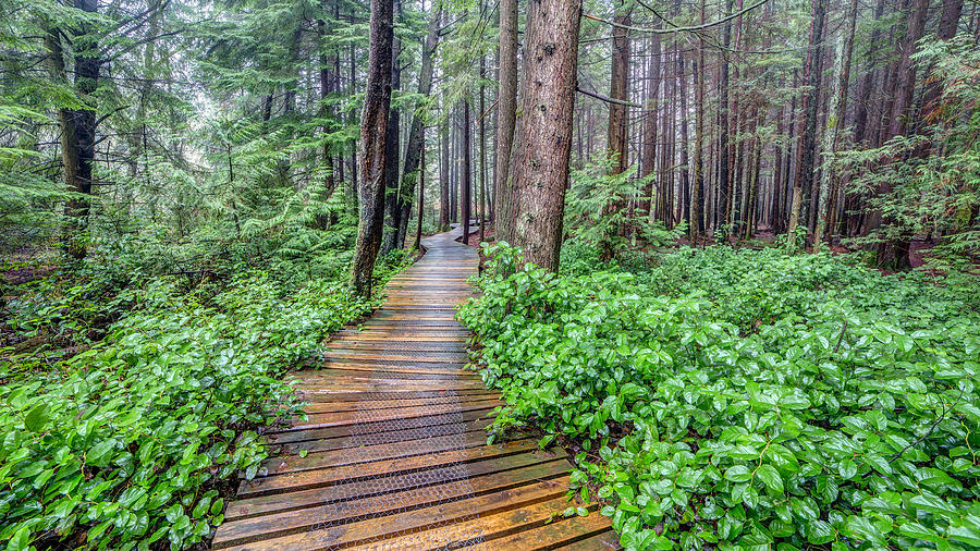 Trail in a British Columbia Forest Photograph by Pierre Leclerc Photography