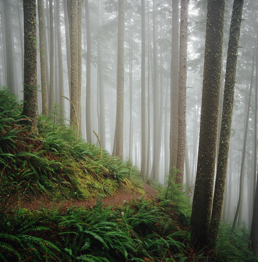 Trail In A Fairytale Forest Photograph by Danielle D. Hughson