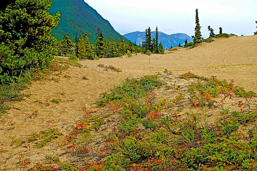 Trail in Carcross Desert along Klondike Highway-YT Photograph by Ruth Hager