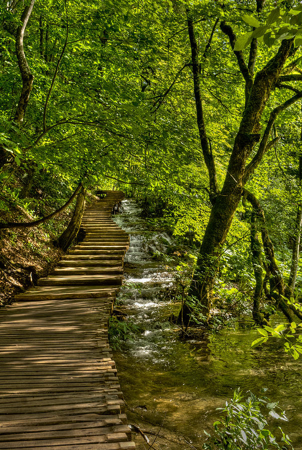 Nature Photograph - Trail in the forest by Josip Horvat