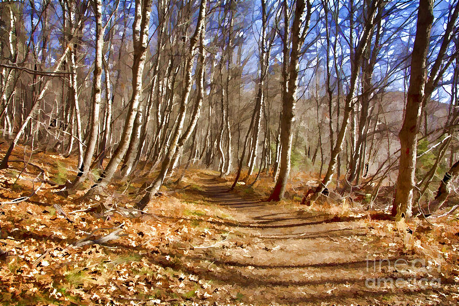Trail In The Woods  Photograph by Douglas Barnard