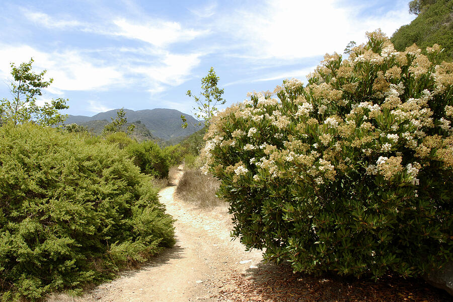 Trail in Topanga State Park Photograph by Steve Tracy
