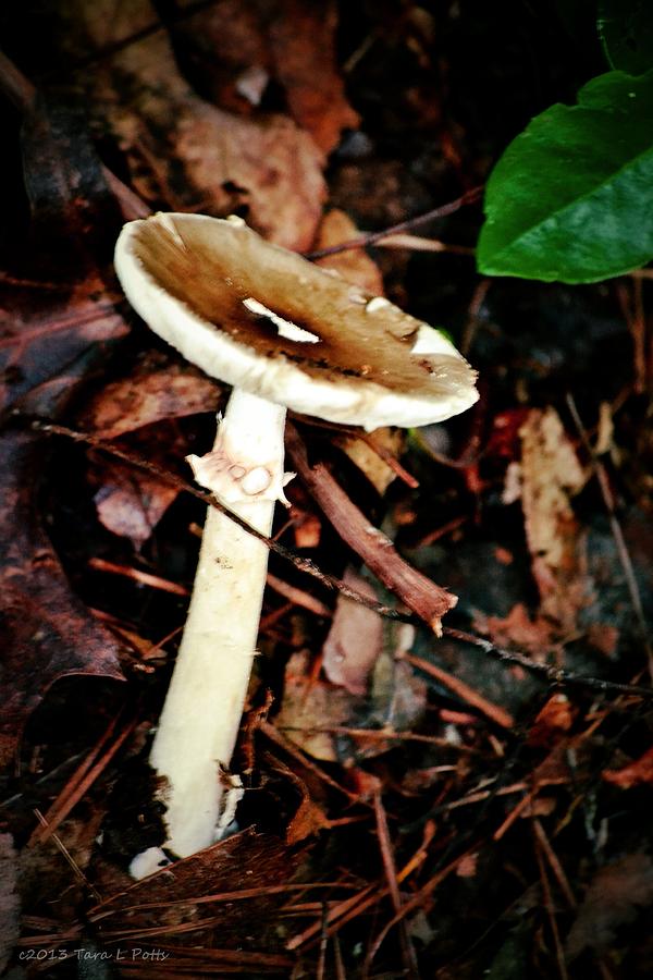 Trail Mushroom Photograph by Tara Potts