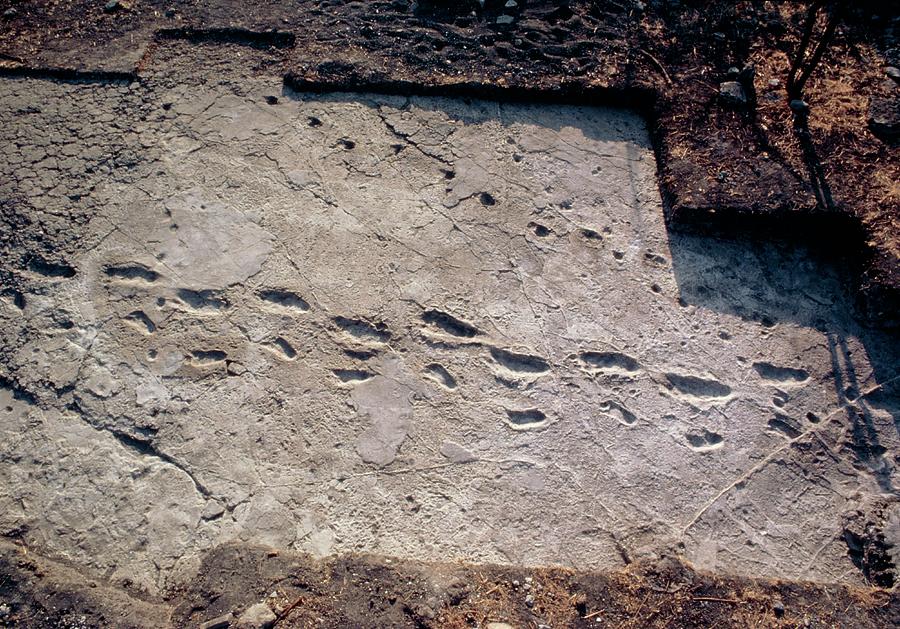 Laetoli Photograph - Trail Of Fossilised Hominid Footprints by John Reader/science Photo Library