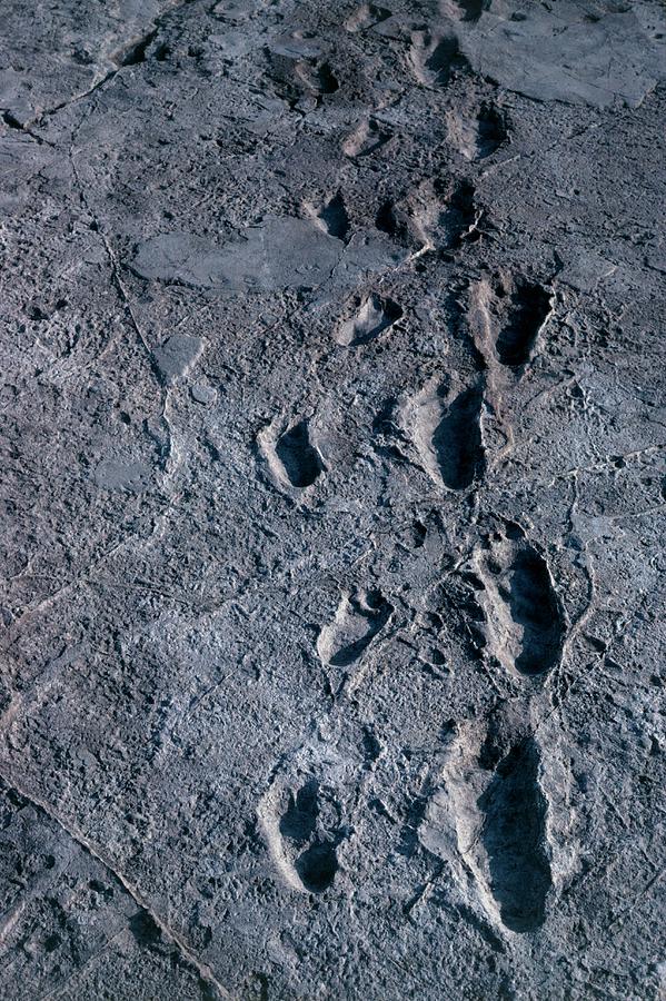 Laetoli Photograph - Trail Of Laetoli Footprints. by John Reader/science Photo Library